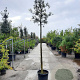 Sophora microphylla 'Hilsop' 200 cm stam container 16-18 leiboom