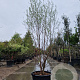Styrax japonicus 200-250 cm container meerstammig