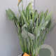 Strelitzia reginae 140-160 cm 25L