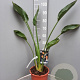 Strelitzia reginae GM C6L