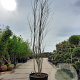 Tamarix africana 350-400 cm container meerstammig