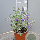 Teucrium fruticans 'Azureum' 25-30 cm 3,0L