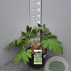 Tetrapanax papyrifer 'Rex' 40-60 cm 10L
