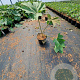 Tetrapanax papyrifer 'Rex' GM C3
