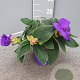 Tibouchina urvilleana 'Rich Blue' 30 cm 2,0L