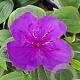 Tibouchina urvilleana 'Rich Blue' 30 cm 2,0L
