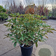Trochodendron aralioides 60-80 cm 20L