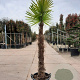 Trachycarpus fortunei 140 cm stam container