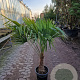 Trachycarpus fortunei 30 cm stam container