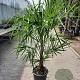 Trachycarpus fortunei 40 cm stam container