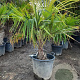 Trachycarpus fortunei 40 cm stam container