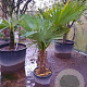 Trachycarpus fortunei 50 cm stam container