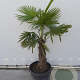 Trachycarpus fortunei 60 cm stam container