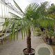 Trachycarpus fortunei 80 cm stam container