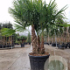 Trachycarpus fortunei GM container meerstammig