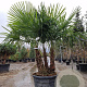 Trachycarpus fortunei GM container meerstammig