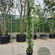 Trachelospermum jasminoides 300-350 cm 25L
