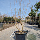 Vitex agnus-castus 125-150 cm 30L