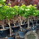 Vitis vinifera 100 cm stam container 18-20