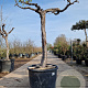 Vitis vinifera 120 cm stam container bol 50-60