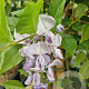 Wisteria flor. 'New Blue Fountain' 350-400 cm 25L