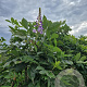 Wisteria sinensis 160 cm stam container 18-20