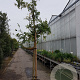 Wisteria sinensis 160 cm stam container 18-20
