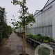 Wisteria sinensis 160 cm stam container 18-20