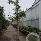 Wisteria sinensis 160 cm stam container 18-20