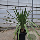 Yucca gloriosa 80-100 cm 30L