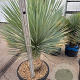 Yucca rostrata 30 cm stam container