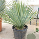 Yucca rostrata 50-60 cm container