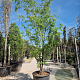 Zelkova serrata 350-400 cm container meerstammig