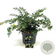 Berberis frikartii 'Amstelveen' 25-30 cm 2,0L