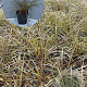 Calamagrostis arundinacea GM 2,0L