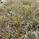 Calamagrostis arundinacea GM 2,0L