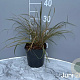 Calamagrostis arundinacea GM 2,0L