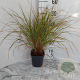 Calamagrostis arundinacea GM 2,0L