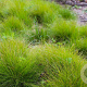 Carex eburnea GM P9