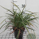 Carex morrowii 'Ice Dance' GM 2,0L