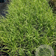 Cortaderia s. 'Rosea' GM 2,0L