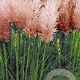 Cortaderia s. 'Rosea' GM P9
