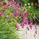 Dierama pulcherrimum GM P9
