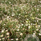 Erigeron karvinsk. 'Blütenmeer' GM P9