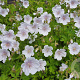 Geranium himalayense 'Derrick Cook' GM P9