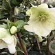 Helleborus er. Molly's White GM 2,0L
