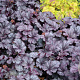 Heuchera 'Shanghai' GM P9