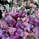 Heuchera 'Shanghai' GM P9