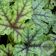 Heucherella 'Tapestry' GM P9