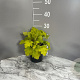Heuchera 'Lime Marmalade' GM 2,0L